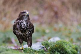 Buse (Buteo buteo) résidant dans la forêt 3. sur Marcel Kieffer