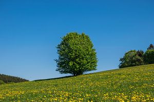 Liebliche Sommerweide