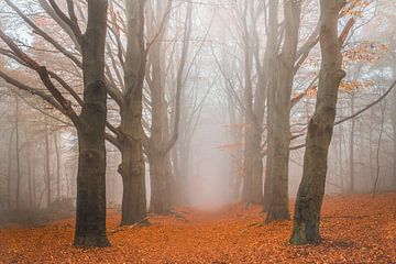 Journée brumeuse dans la forêt. sur Ytje Veenstra