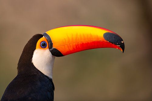 Toucan géant