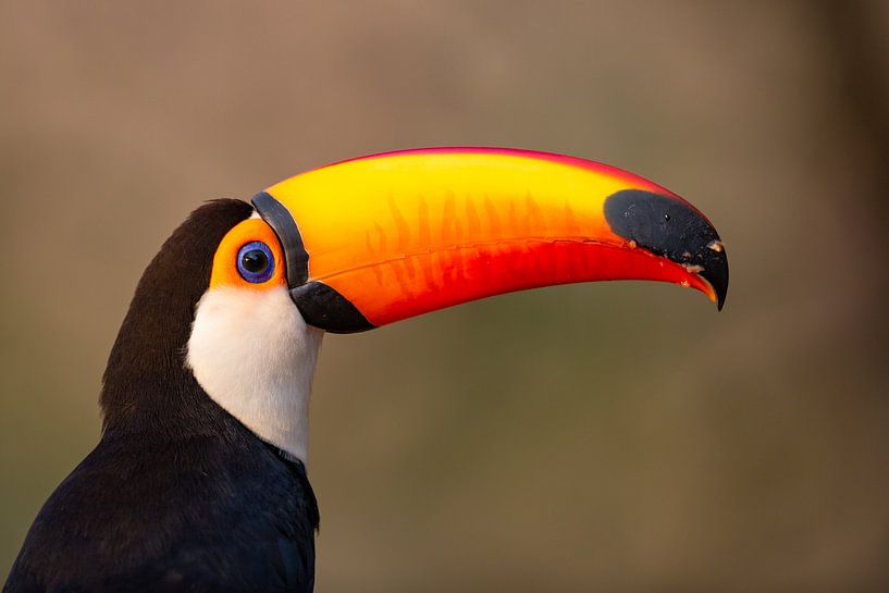 Giant toucan by Hillebrand Breuker