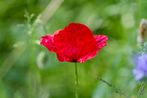 Blumenduft und Sonnenschein