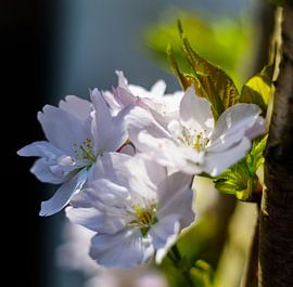 Close-up Japanse kers by Joke Beers-Blom