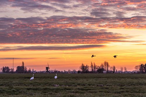 On an early morning in the polder by Stephan Neven