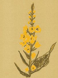 Colorful vintage flowers. Black mullein in True Joy colors. by Dina Dankers