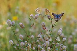 icarusblauwtjes warmen op