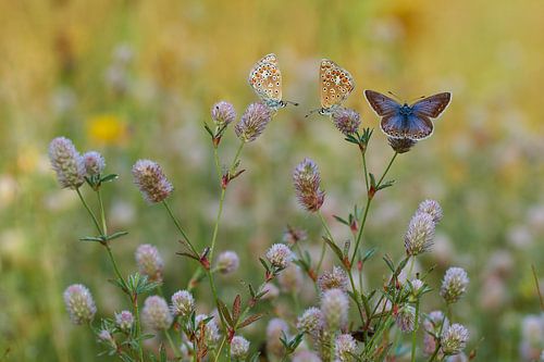 icarusblauwtjes warmen op