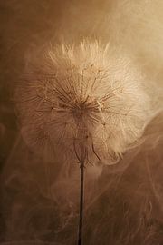 Botanical warmth: Dried cottonball with a warm golden-sepia glow by Marjolijn van den Berg