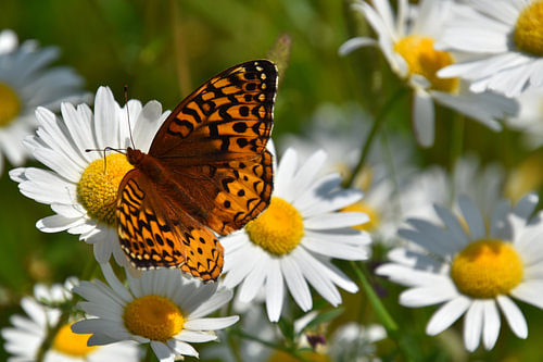 Un papillon au jardin sur Claude Laprise