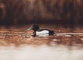 A silent swimmer in the warm light by Thorsten Güttes / 25pictures