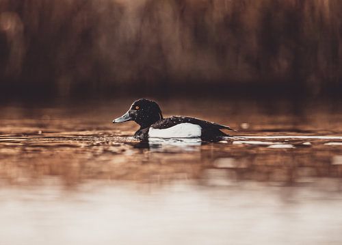Een stille zwemmer in het warme licht