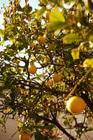 Citronnier d'été