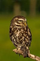 Little owl with prey