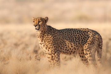 Jachtluipaard - cheetah (Acinonyx jubatus) gefotografeerd in de Kalahari Woestijn in Namibië van Bas Meelker