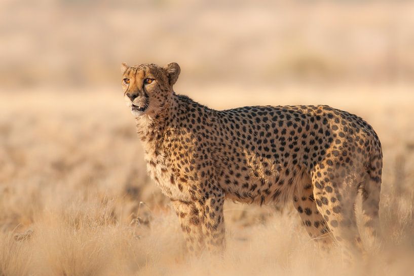 Jachtluipaard - cheetah (Acinonyx jubatus) gefotografeerd in de Kalahari Woestijn in Namibië van Bas Meelker
