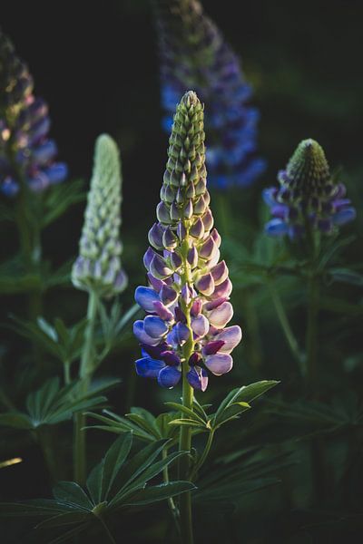 Fleurs de lupin sauvage pourpre par Imladris Images