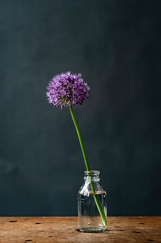 Foto | Allium | Zierzwiebel | lila Blume in Vase | botanisch | Stillleben