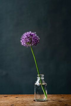 Foto | Allium | Zierzwiebel | lila Blume in Vase | botanisch | Stillleben von Jenneke Boeijink