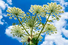 Bärenklaue gegen blauen Himmel mit weißen Wolken von Evert Jan Luchies