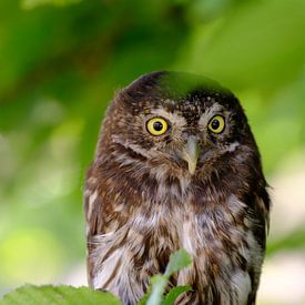 Zwergkauz von Quirina Kamoen