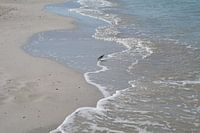Strandloper op het strand van Naples, Florida