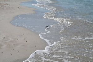 Beachcomber am Strand von Naples, Florida