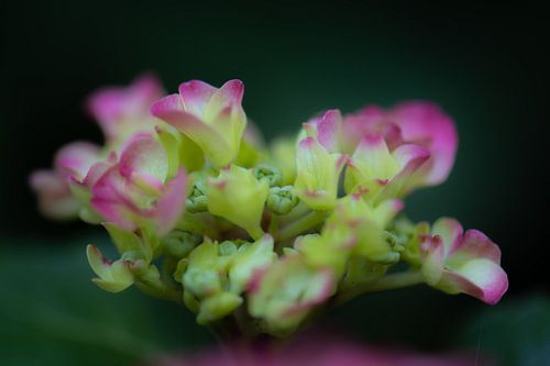 bloeiende  hortensia
