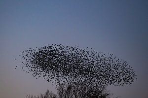 Stargruppe mit fliegenden Vögeln am Himmel bei Sonnenuntergang