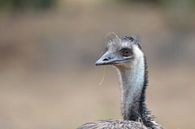 gedetaileerde Emu ... van Pascal Engelbarts thumbnail