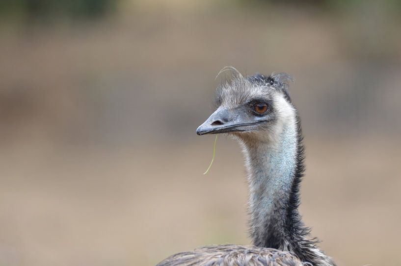gedetaileerde Emu ... van Pascal Engelbarts