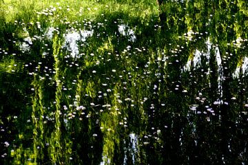 POND 6 by Miroslav Ptacek