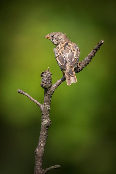 huismus van Andy van der Steen - Fotografie