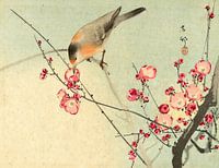 Zangvogel op bloesemtak, Ohara Koson