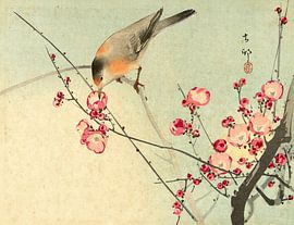 Songbird on blossom branch, Ohara Koson