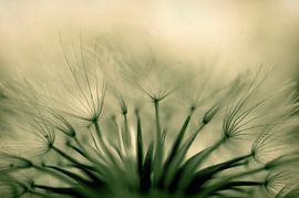 Déploiement by Martine Affre Eisenlohr