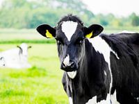 Dieren 3