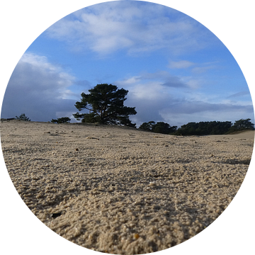 Wekeromse zand van Veluws
