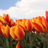 Gelbrote Tulpen im Feld von André Muller