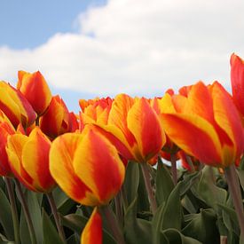 Tulipes rouges jaunes dans le domaine à Goeree Overflakkee sur André Muller