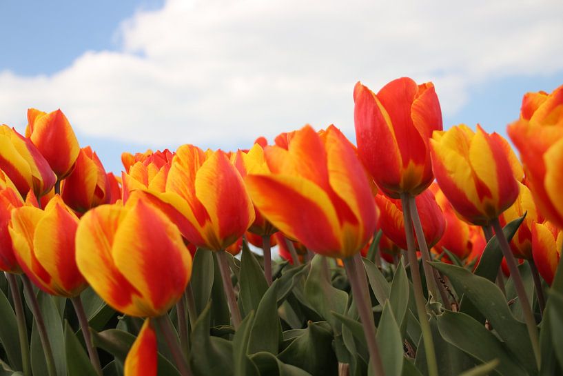 Tulipes rouges jaunes dans le domaine à Goeree Overflakkee par André Muller