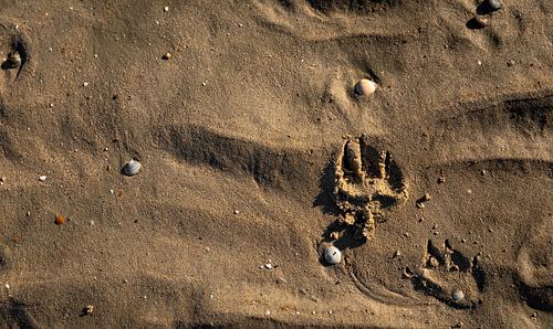 Dog's paw in the sand 2