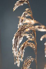 Gouden pluim van Rosetta Schiff