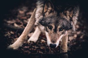 Wolf looking at you by Mark Zanderink