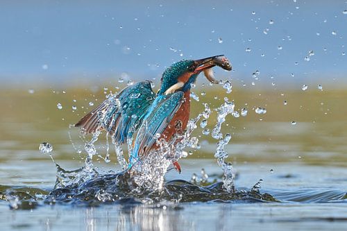 IJsvogel - In een flits van IJsvogels.nl - Corné van Oosterhout