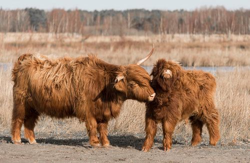 Schotse Hooglander met kalf