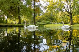 Schwäne im Park von Willian Goedhart