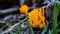 Yellow meadow coral