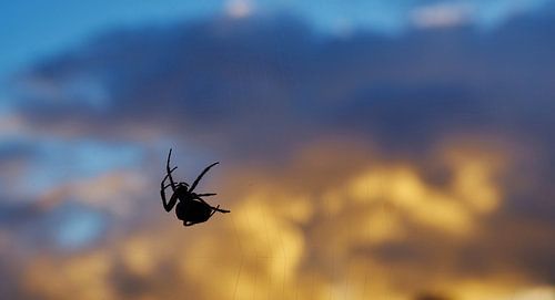 Spin bij zonsondergang