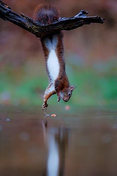 Hanging squirrel grabs nut by Henk Bogaard