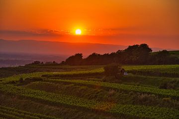 Summer evening in the vineyards of the Ortenau by Tanja Voigt